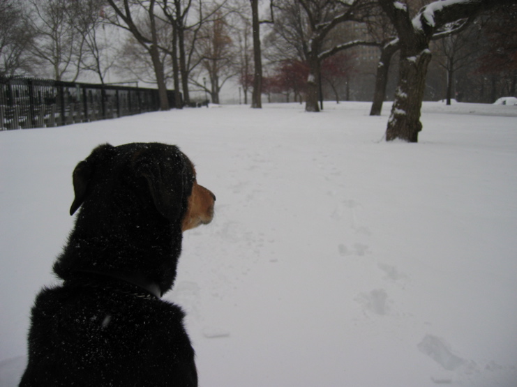 Sami_NYC_freshTracks